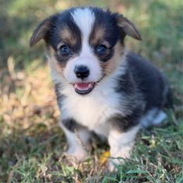 Dolly - Black and tan female Pembroke Welsh Corgi puppy in Beggs, Oklahoma from Blue Diamond Corgi’s