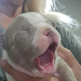 Girl 2  (4th born) - Blue female Boston Terrier puppy in Versailles, Indiana from Benhams Bostons