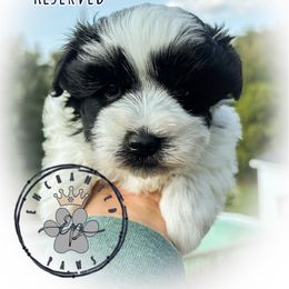 Rocket - Parti male Miniature Schnauzer puppy in Dorr, Michigan from Enchanted Paws