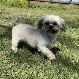 Karli - Shih Tzu