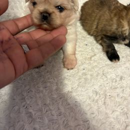 Pekingese and Poodle Puppies from Dogs lovers