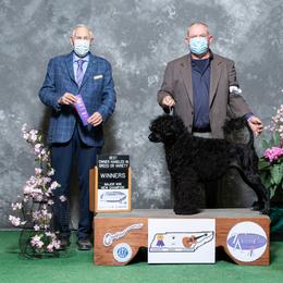 Portuguese Water Dog All Grown Up from Pastor dePeixes