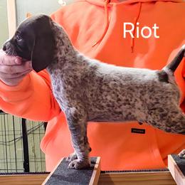 Riot - Blue male - Liver and white male German Shorthaired Pointer puppy in Kenai, Alaska from LakeHaus Kennels