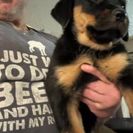 Red girl - Black and mahogany female Rottweiler puppy in Colorado Springs, Colorado from Von Locher Rotties