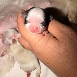 Canela - Black and white female Shih Tzu puppy in Apple Valley, California from Garcia_shihtzu