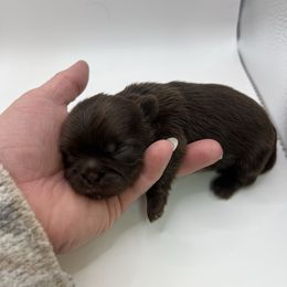 Chocolate - Chocolate female Shih Tzu puppy in Citrus Heights, California from The Lion dog Shih Tzu