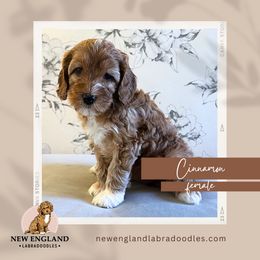 Cinnamon - Red Australian Labradoodle puppy in Mendon, Massachusetts from New England Labradoodles