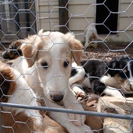 Spuds - Cream sable male Borzoi puppy in Larimer County, Colorado from Cherry Hill Borzois