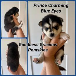 Prince Charming - Black and white male Pomsky puppy in Lyons, Nebraska from Goodness Gracious Pomskies