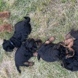 Girl 1 - Black and tan female Welsh Terrier puppy in Edina, Minnesota from Snow Dragon Welsh Terriers