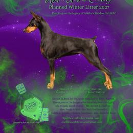 Doberman Pinscher puppies from Spellbound Doberman Pinschers