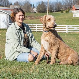 Maverick - Goldendoodle