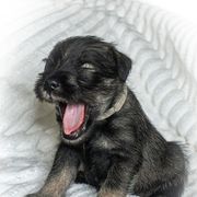 Boy 2 - Pepper and salt Standard Schnauzer puppy in Poughkeepsie, New York from Neva's Standard Schnauzers