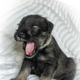 Boy 2 - Pepper and salt Standard Schnauzer puppy in Poughkeepsie, New York from Neva's Standard Schnauzers