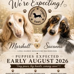 Dachshund puppies from Premier League Paws