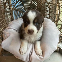 Ron - Red tri-color male Australian Shepherd puppy in Grants Pass, Oregon from Carmel Mountain Aussies