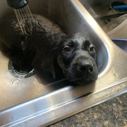 Labrador Retriever Puppies from Cary’s Buck Creek Retrievers