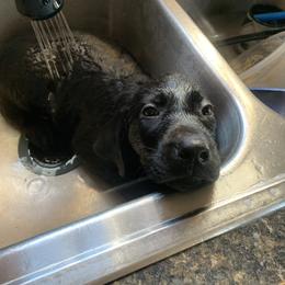 Labrador Retriever Puppies from Cary’s Buck Creek Retrievers