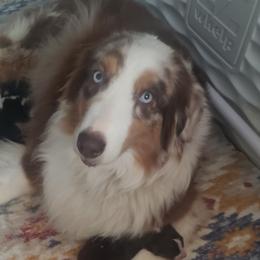 BRENNA - Australian Shepherd