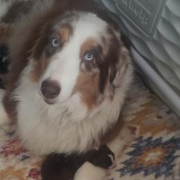 BRENNA - Australian Shepherd