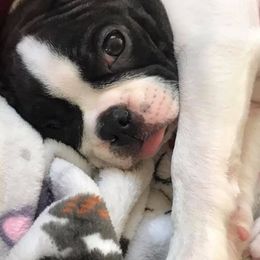 Boston Terriers from Boston Terrier Besties