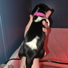 Pink - Black and white female Basset Hound puppy in Russellville, Kentucky from Morse's Basset Hounds