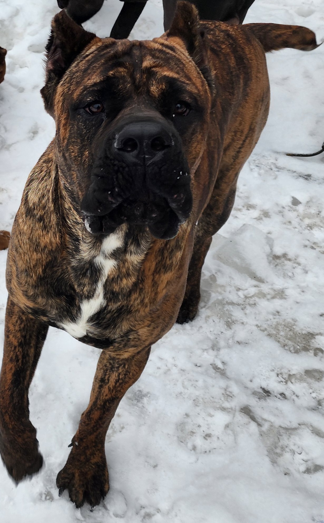 KANG - Cane Corso