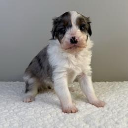 Kristoff - Blue merle male Aussiedoodle puppy in Adams, Nebraska from Boxcar Doodles and Poodles