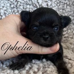 Ophelia - Black and tan female Chihuahua puppy in Augusta, Georgia from Sophia Jade's Chi Brigade