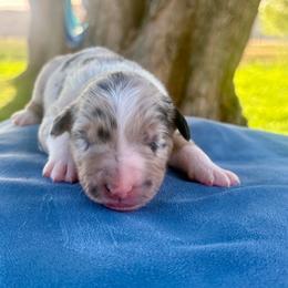 Dixie - Blue merle female Australian Shepherd puppy in Preston, Idaho from KC Bar Ranch Aussies