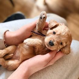 Pixie - Cream female Cockapoo puppy in Denver, Pennsylvania from Greenview Puppies