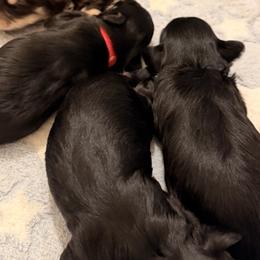 Miniature Schnauzers from Semien Family Kennels