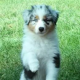 Australian Shepherd Puppies from Rockhill Australian Shepherds
