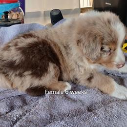 Ms.Gray Collar - Red merle female Australian Shepherd puppy in Selma, North Carolina from Eon's Aussies