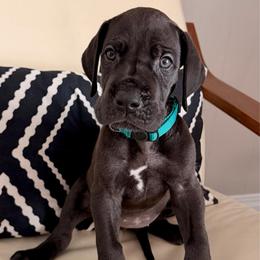 Velma - Black female Great Dane puppy in Plano, South Dakota from Blue Thunder Danes