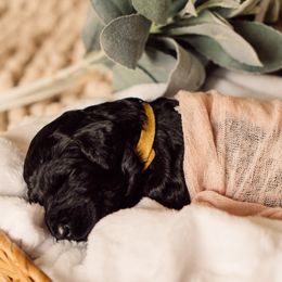 Bernedoodle and Labradoodle Puppies from Royal Doodles