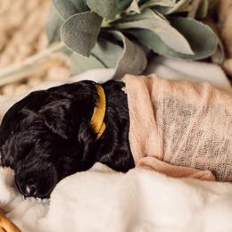Bernedoodle and Labradoodle Puppies from Royal Doodles