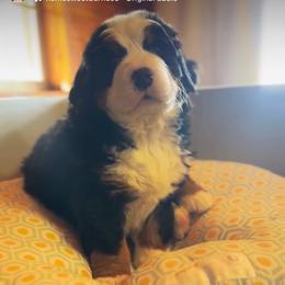 Bernese Mountain Dog Puppies from Home Sweet Bernese