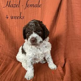 Hazel - Brown female Lagotto Romagnolo puppy in Minster, Ohio from 1880 Lagotto