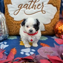 Dracula - Red Collar - Black and white male Shichon puppy in Troy, Ohio from Oodles of Doodles