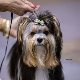 Puddin' - Biewer Terrier