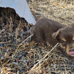 Frida - Red tri Miniature Australian Shepherd puppy in Snowflake, Arizona from Halfpint Aussies