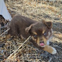 Frida - Red tri Miniature Australian Shepherd puppy in Snowflake, Arizona from Halfpint Aussies