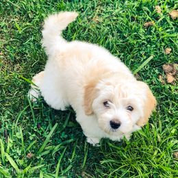 Goldendoodle Puppies from Coal Country Doodles