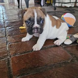 Bichon Frise and French Bulldog Puppies from Michael & Nataliya's Pups