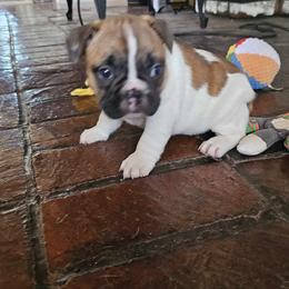 Bichon Frise and French Bulldog Puppies from Michael & Nataliya's Pups