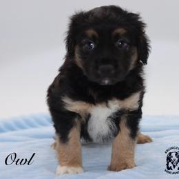 Owl - Black tri male Miniature Australian Shepherd puppy in Weeki Wachee, Florida from Arlington's Mini Aussies