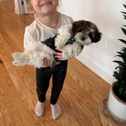Bernedoodle, Cavapoo, Havanese, and Havapoo Puppies from Lady Paws Puppies - Cassie