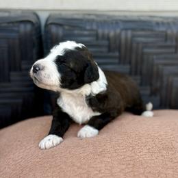 Bones - Brown and white male Bernedoodle puppy in Springville, Utah from Oodles of Bernedoodles