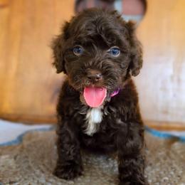 Radiance - Chocolate female Australian Labradoodle puppy in Connersville, Indiana from Dessie's Doodles